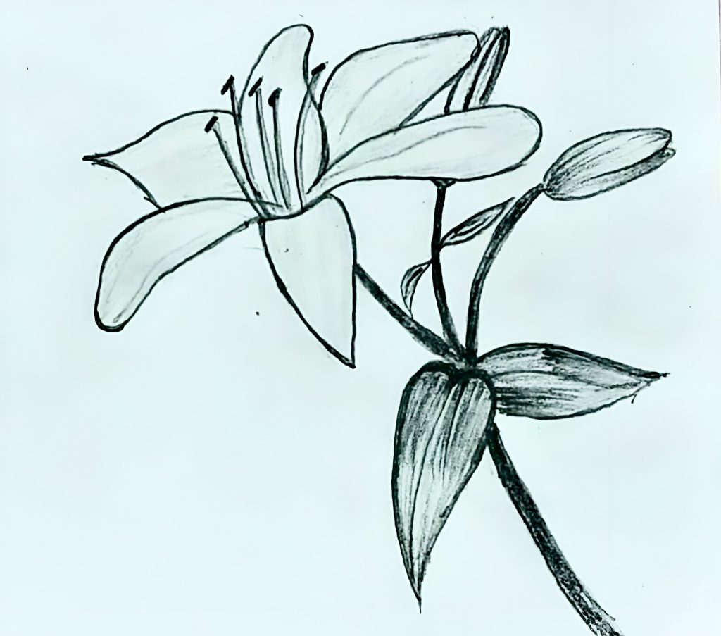 Easy Lily Flower Drawing in 8 steps