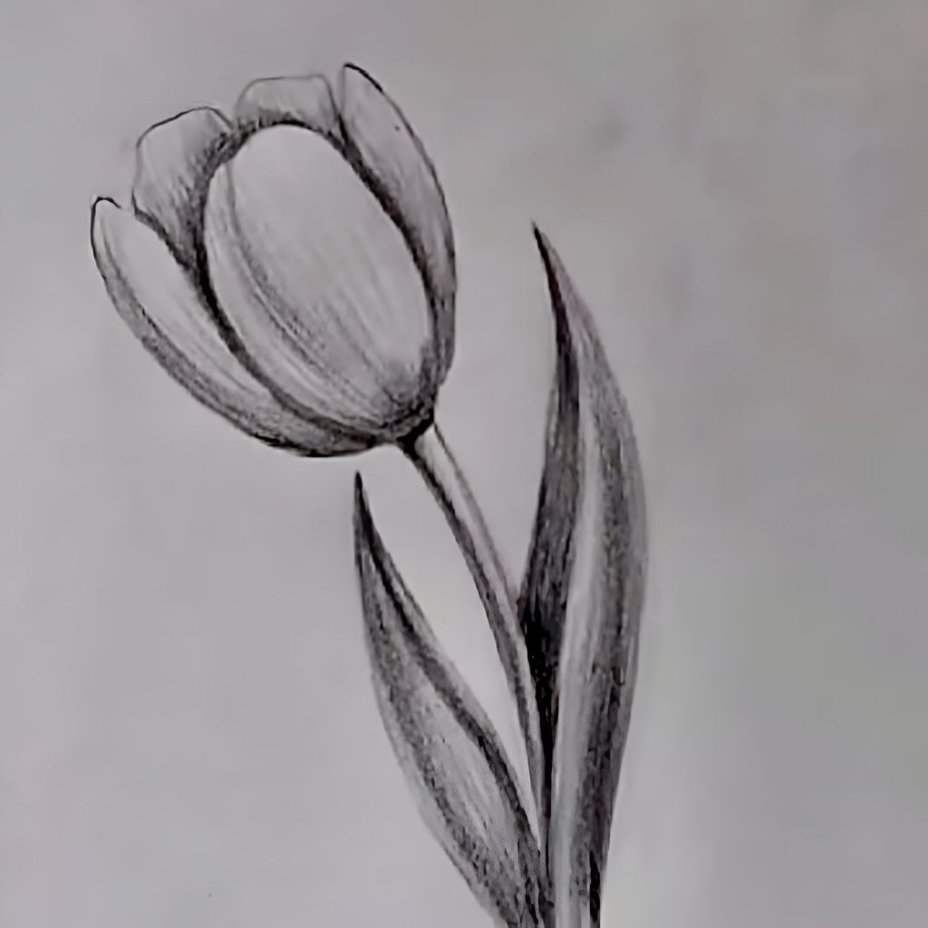 Easy Tulip Flower Drawing