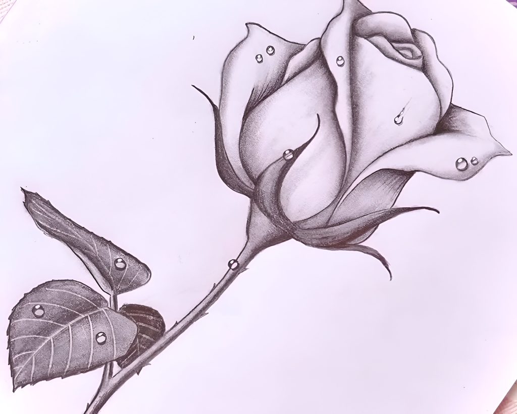 Easy Rose Flower Drawing in 8 Steps