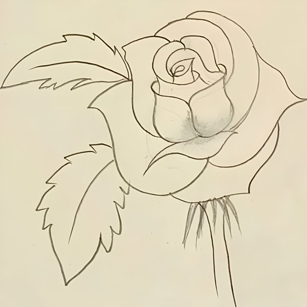 Pencil Rose Flower Drawing