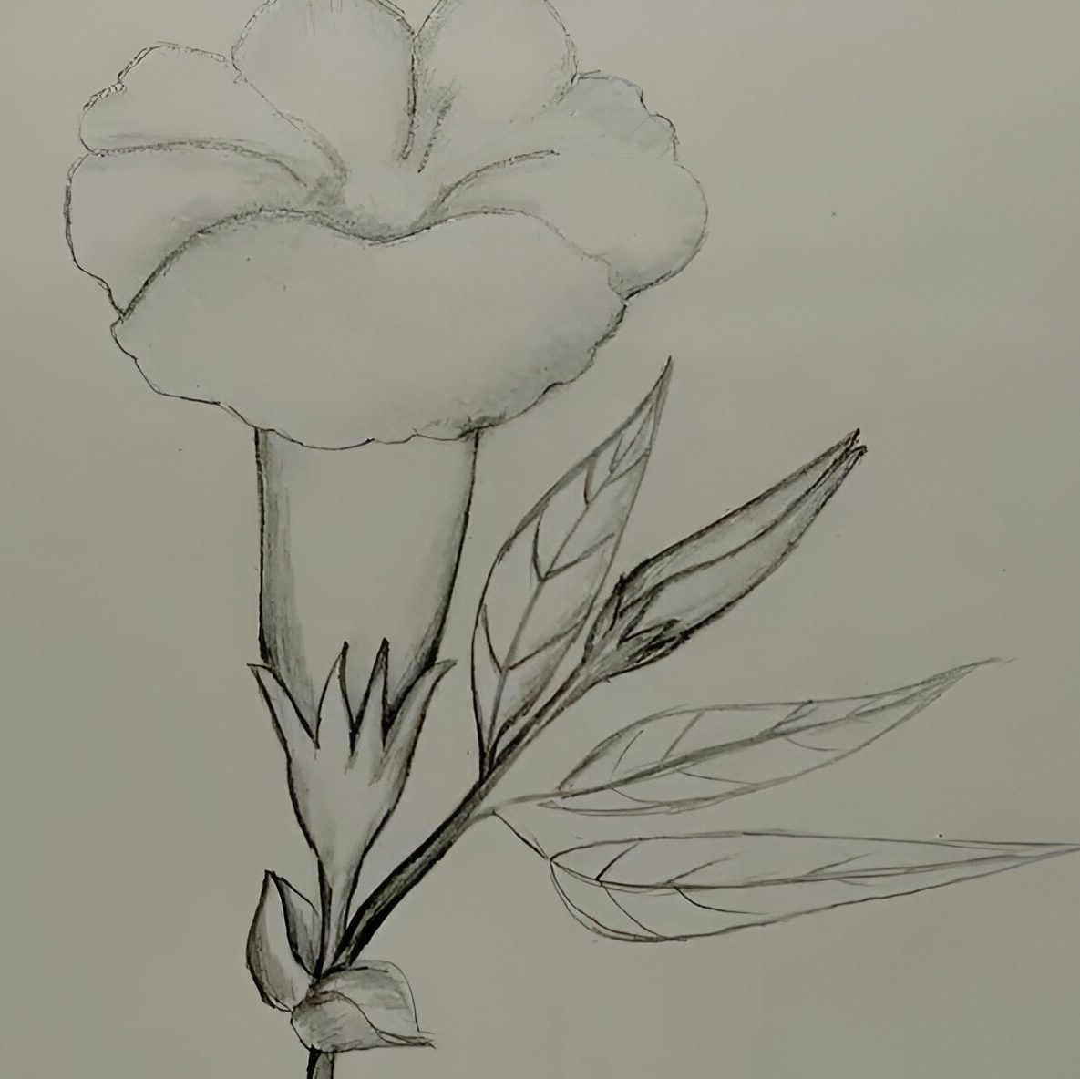 Simple Flower Drawing Designs