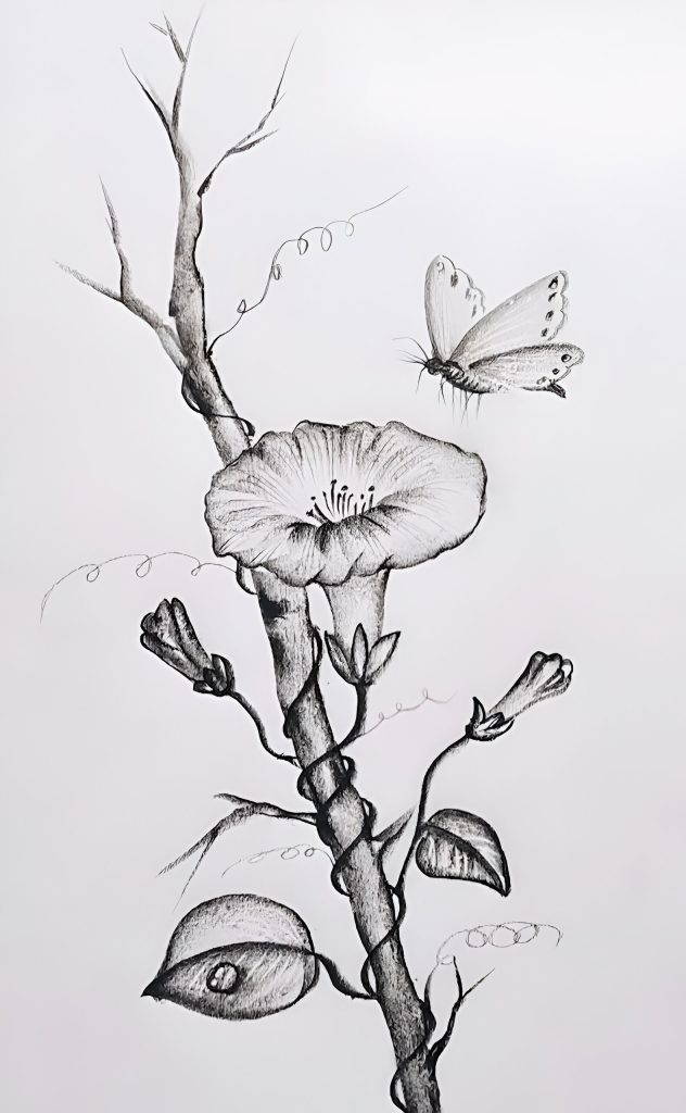 How to Draw a Morning Glory Flower